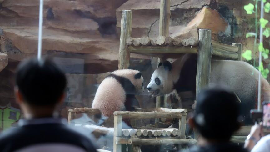 اثنان من pandas الصينية يغادرون إلى الولايات المتحدة لعشر سنوات