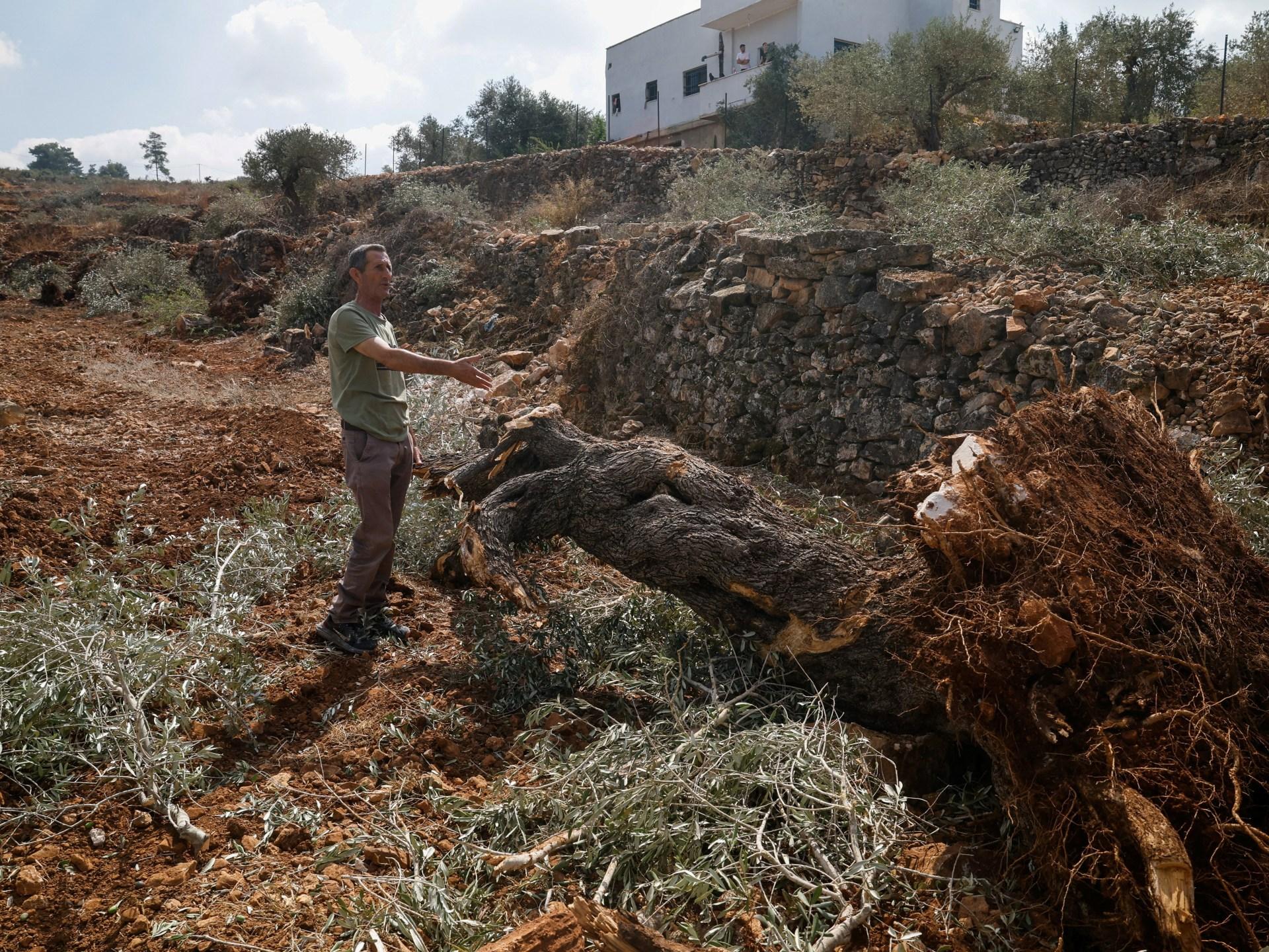 إسرائيل تهدم مزارع الزيتون الفلسطينية في الضفة الغربية