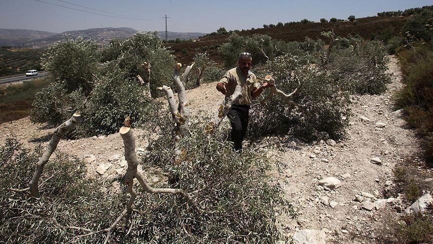 إسرائيل ت bulldoze أراضي فلسطينية وتقتلع أشجار زيتون في قرية الضفة الغربية