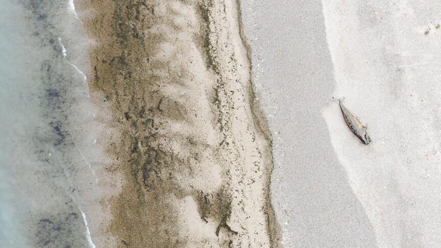 12 killer whales found dead on New Zealand beach