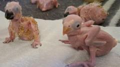 حوت صغير من طيور الببغاء بعد توقيف مشتبه به في تهريبها في جنوب أفريقيا