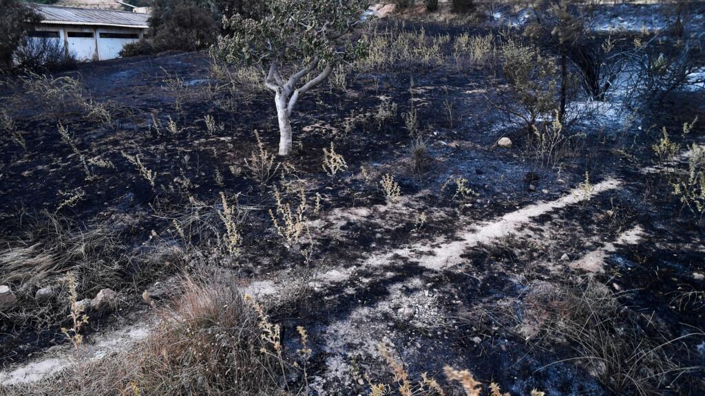 حرائق في الجزائر تسفر عن وفاة 12 شخصاً