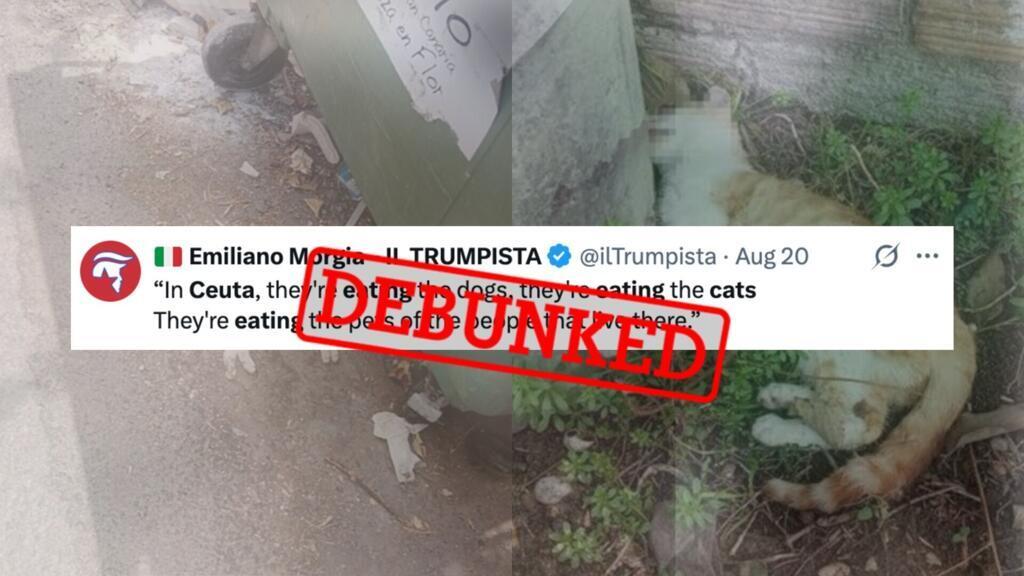 صور غير حقيقية تروج لمزاعم قتل القطط فيCeuta