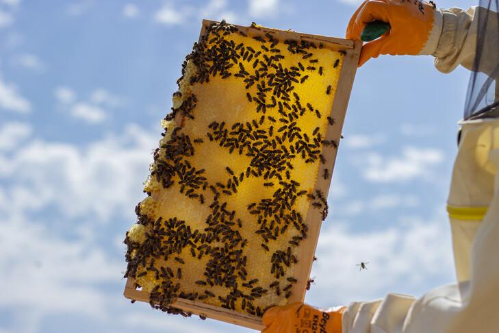 تراجع الجليد يزيد من خطر الأمراض علىabees: دراسة