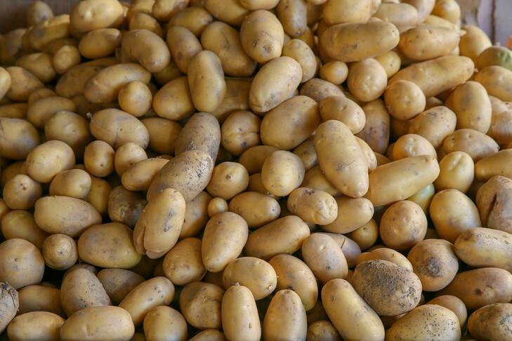فرنسا تواجه أقل إنتاج بطاطس في أكثر من ثلاثين عاماً بسبب الجفاف
